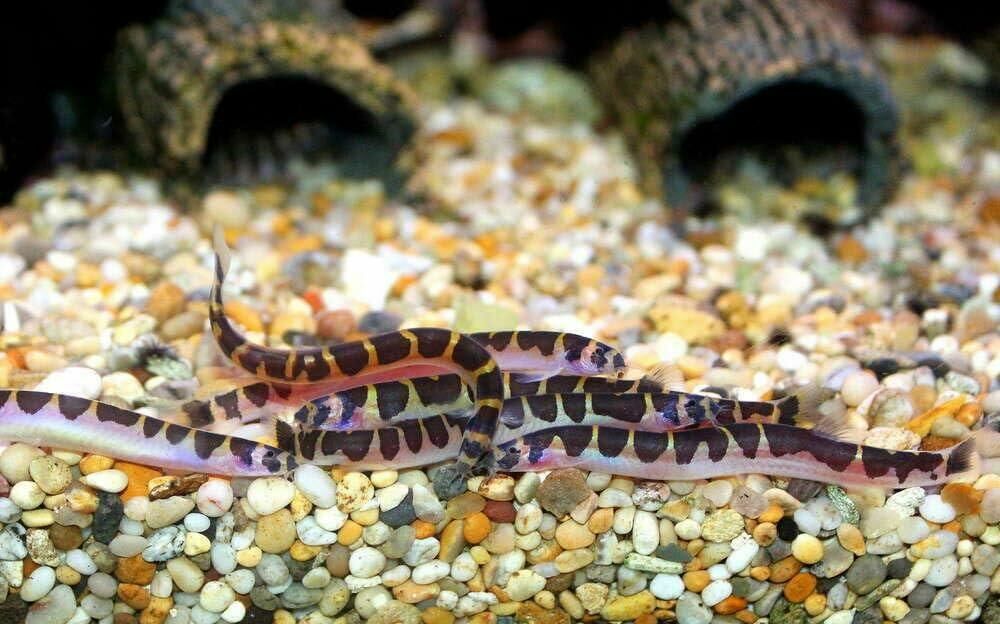 Imagem do Kuhli Loach